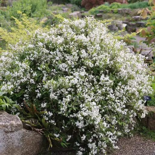 [103073] Deutzia gracilis Nikko Pot C10 XXL ** Deutzie **