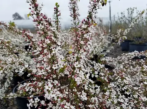 [124420] Spiraea thunbergii Fujino Pink Pot C3