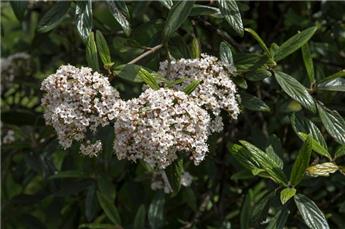 [129558] Viburnum pragense Pot C12