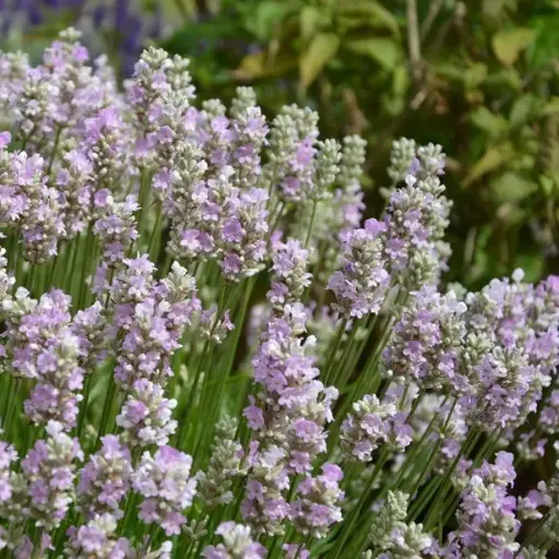 [144939] Lavandula angustifolia Pink Beezee Pot P23 cm