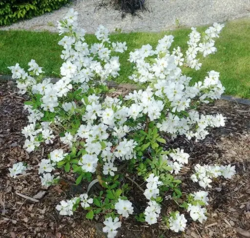 [125433] Exochorda racemosa Niagara Pot C3Litres