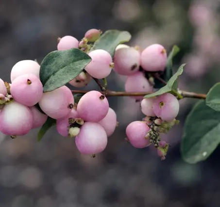 [120696] Symphoricarpos doorenbosii Mother of pearl C3 ** Symphorine **