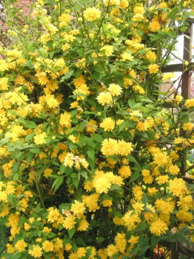 [102038] Kerria japonica Pleniflora Pot C6Litres