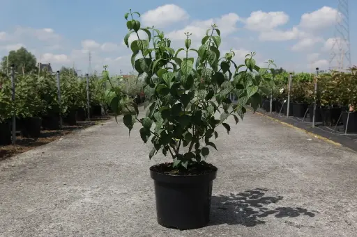 [112467] Philadelphus virginalis Virginal Pot C10L ** Seringat **