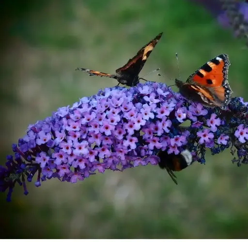 [100634] Buddleja davidii Empire Blue Pot C10