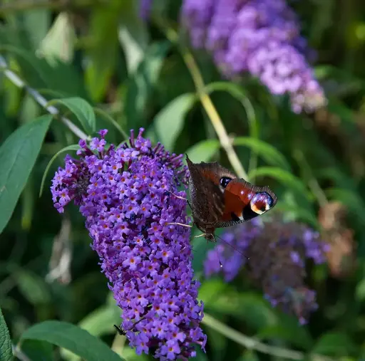 [107938] Buddleja davidii Adonis Blue Pot C3