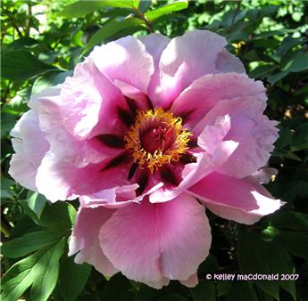 [144431] Paeonia suffruticosa Lan Bao Shi Pot C2Litres ** Pivoine arbustive **