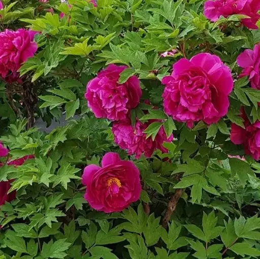 [144435] Paeonia suffruticosa Wu Long Peng Sheng Pot C2Litres ** Pivoine arbustive **