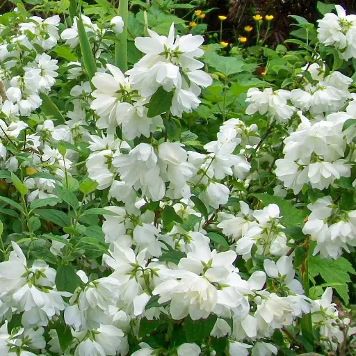 [129709] Philadelphus Snowbelle Pot C3L ** Très parfumé **