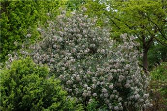 [102121] Viburnum pragense Pot C5L