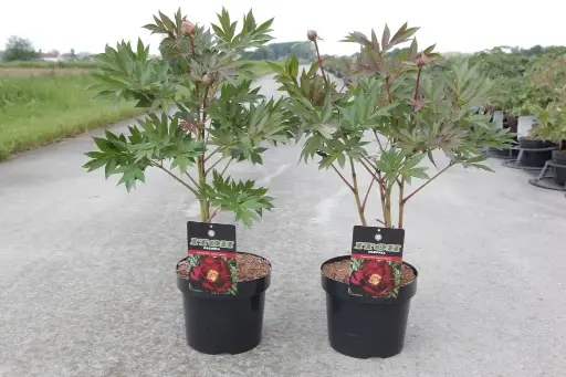 [139237] Paeonia Itoh Scarlet Heaven XXTRA Pot C5.5Litres