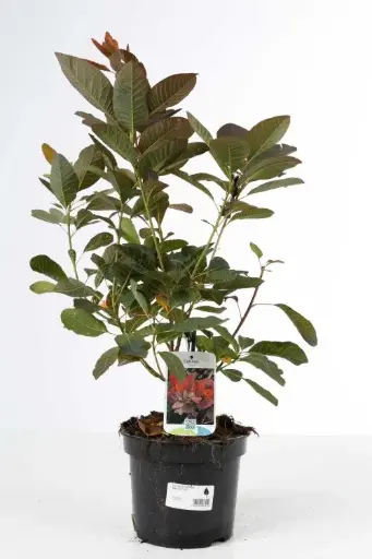 [125932] Cotinus coggygria Grace Pot C3.6L