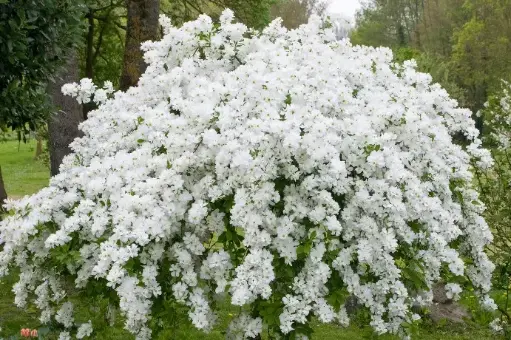 [108403] Exochorda macrantha The Bride Pot C3L
