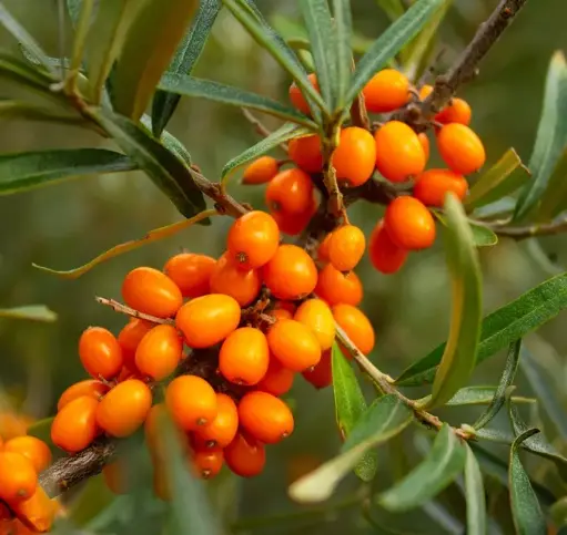 [140494] Hippophae rhamnoides Pollmix (Mâle) Pot C3.6 ** Argousier **