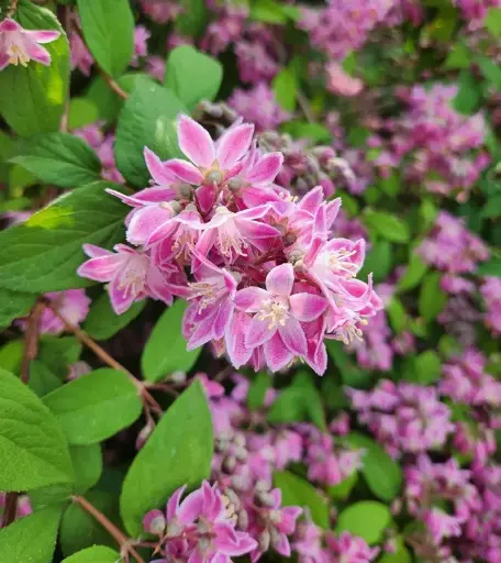 [106944] Deutzia Strawberry Fields (Tourbillon rouge) Pot C3.6