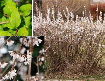 [112454] Abeliophyllum distichum Pot C10L ** Forsythia blanc **