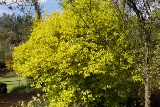 [100965] Philadelphus coronarius Aureus c7.5