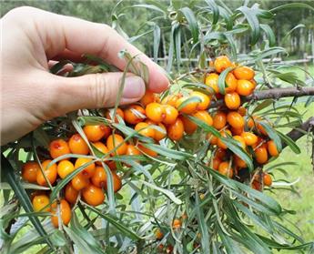 [138001] Hippophae rhamnoides Julia Pot C3.6 (Femelle)