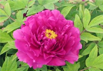 [144430] Paeonia suffruticosa Tong Yun C2.5Litres ** Pivoine arbustive **