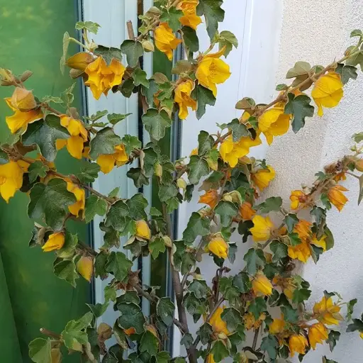 [133174] Fremontodendron californicum Pot C3