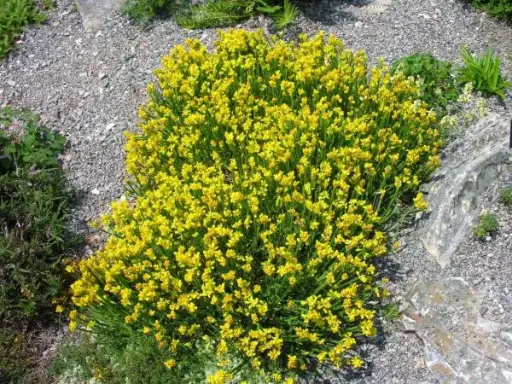 [108472] Genista sagittalis c3
