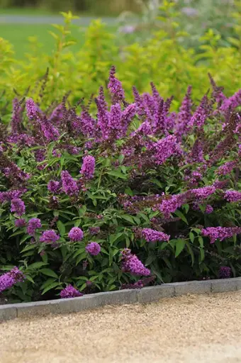 [133475] Buddleja Davidii Tutti Frutti Pot C3L