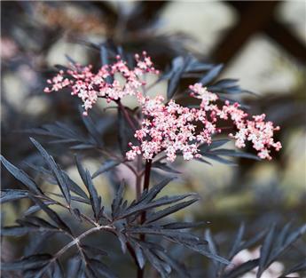[119798] Sambucus nigra Black Lace Pot C10Litres