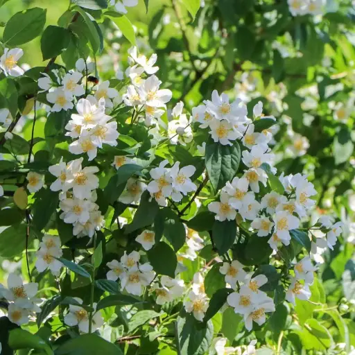 [100968] Philadelphus lemoinei Pot C5 Litres