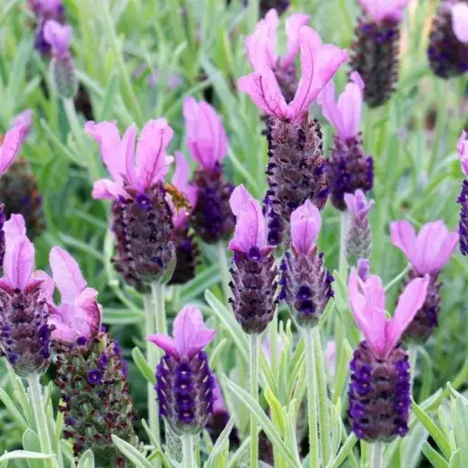 [102609] Lavandula stoechas variés Pot  ** Lavande papillon **