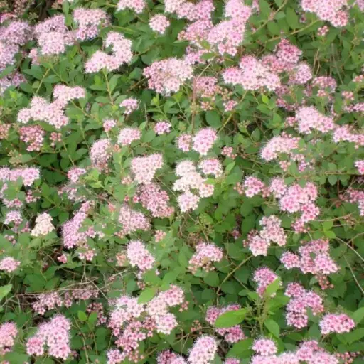 [134173] Spiraea japonica Little Princess Pot C4