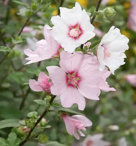 [134734] Lavatera Barnsley Pot C3Litres