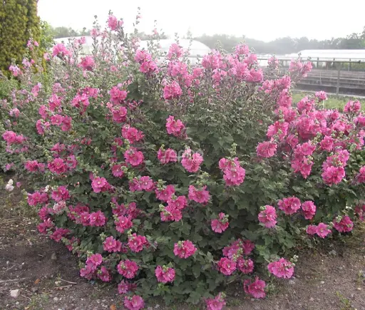 [114386] Lavatera Chamallow® Pot C3Litres