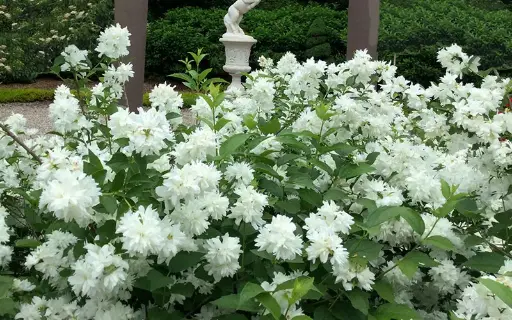 [137702] Philadelphus virginalis Minnesota Snowflake Pot C3.6L **Très parfumé**