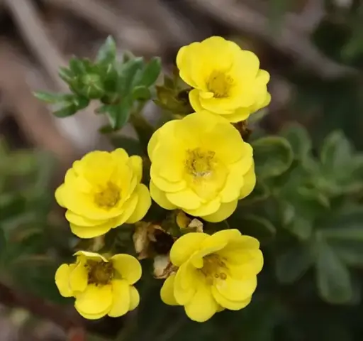[137680] Potentilla fruticosa Citrus Tart Pot C3.5 ** Fleurs doubles **