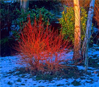 [136306] Cornus sanguinea Midwinter Fire 150 175 Pot C25