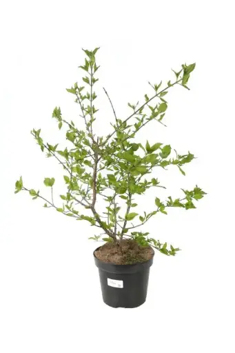 [137543] Cornus mas 100 125 C7.5Litres