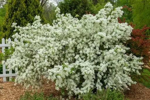 [142142] Exochorda macrantha Lotus Moon Pot C10