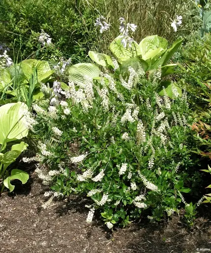 [125684] Clethra alnifolia Hummingbird Pot C3.6
