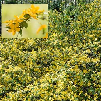 [110242] Kerria japonica Golden Guinea Pot C3L