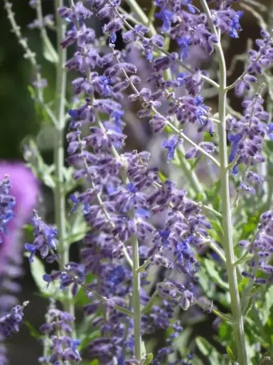 [125890] Perovskia atriplicifolia Blue Spire Pot C3