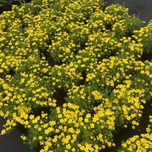 [139613] Potentilla fruticosa Bella Lindsey Pot C3