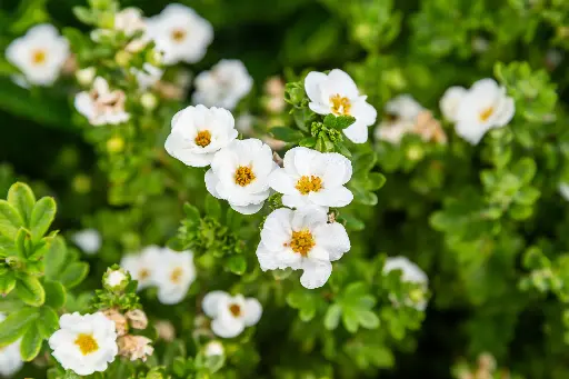 [134579] Potentilla fruticosa Creme Brulee Pot C3.6Litres