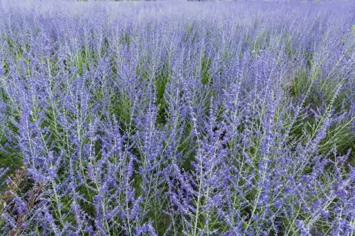 [105712] Perovskia atriplicifolia Silvery Blue Pot C2Litres