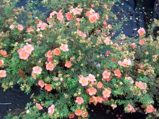 [136673] Potentilla fruticosa Glamour Girl® Pot C3.6