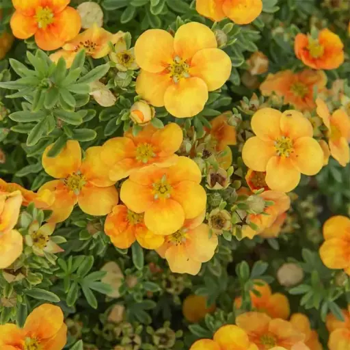 [126620] Potentilla fruticosa MANGO TANGO® NOBLE® Pot 3.6