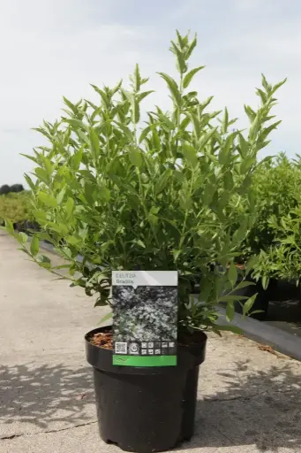 [111996] Deutzia gracilis Pot C3