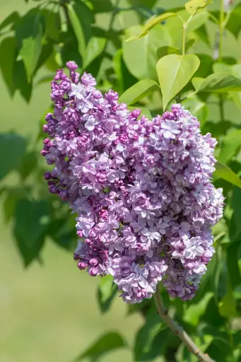 [134708] Syringa vulgaris Paul Deschanel Pot P23cm
