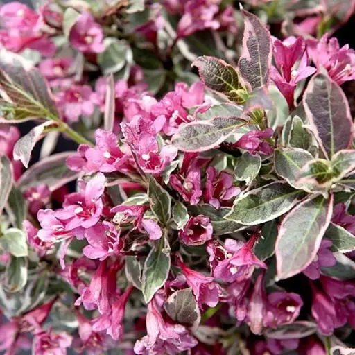 [104904] Weigela florida Monet Noble® (PBR) Pot C3.6