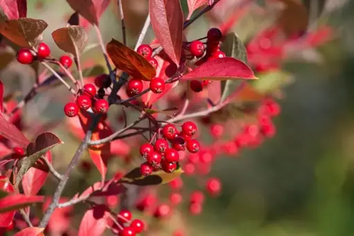 [114388] Aronia arbutifolia Brillant Pot C3 ** Aronie **