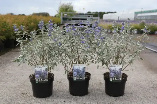 [143626] Caryopteris clandonenis Sterling Silver Pot C3.6Litres